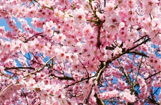 벚꽃 개화 시기 2025, 축제-3