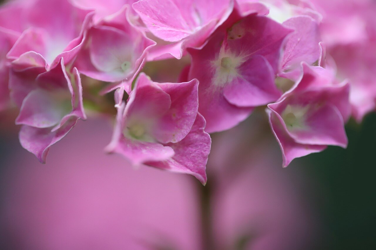 도초도 수국축제
