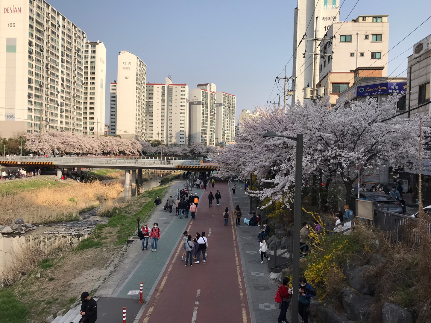 우이천벚꽃