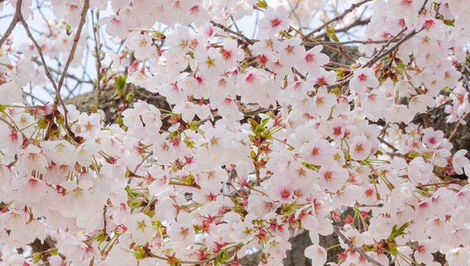 동학사 벚꽃축제 일정