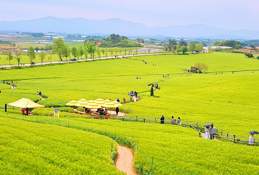 학원농장 청보리