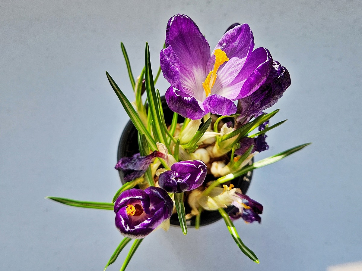 크로커스 Crocus
