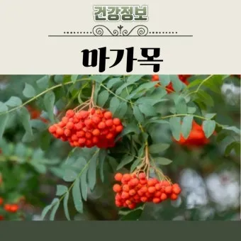 마가목 열매 효능 먹는 법 부작용 포함 10가지 정리_9