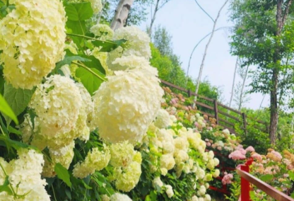 강원권 수국명소 추천 7곳, 여름 여행지로 꼭 가봐야 할 인생샷 스폿 총정리