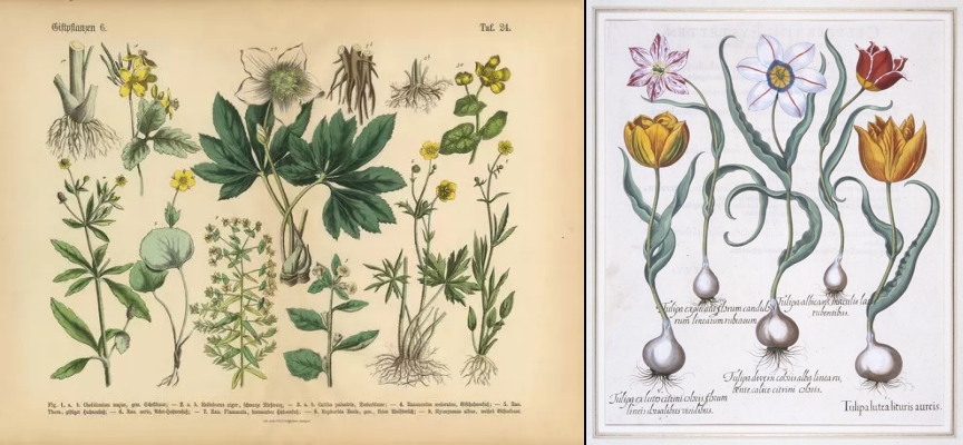 보태니컬 아트의 유래 중세 식물 세밀화