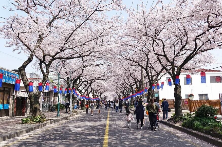 제주 전농로 벚꽃길