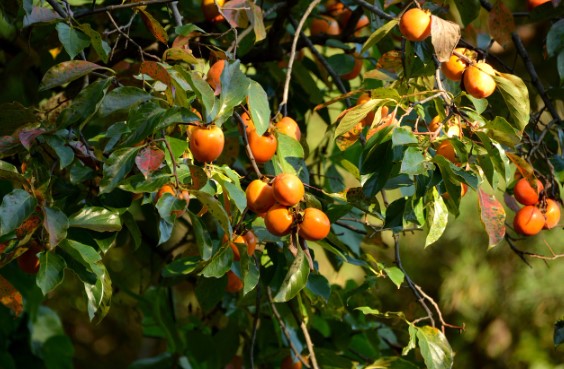 감잎차의 효능 및 보관