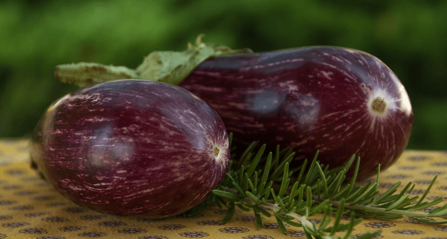 채소 가지 사진 - 52