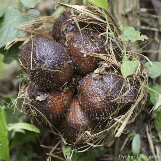 열대 과일 살라크