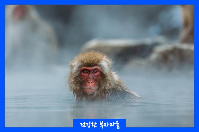 원숭이두창 원인