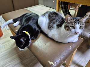 고양이 식빵 자세의 의미, 편안해서 하는 행동일까요?