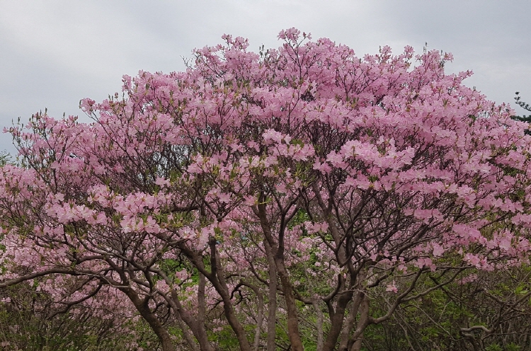 축령산 자연휴양림
