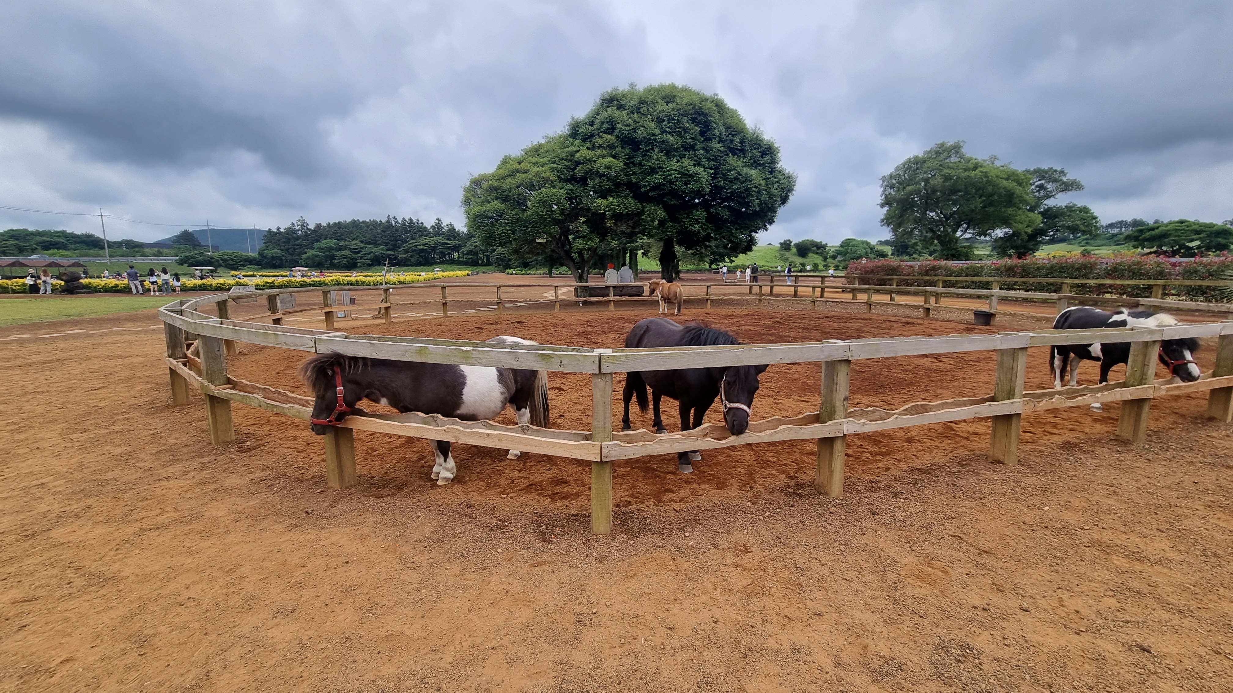 제주 목장카페 밭디
