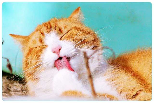 고양이-꿈-해몽-풀이