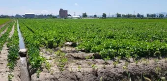 6월에 심는 밭작물 채소_19