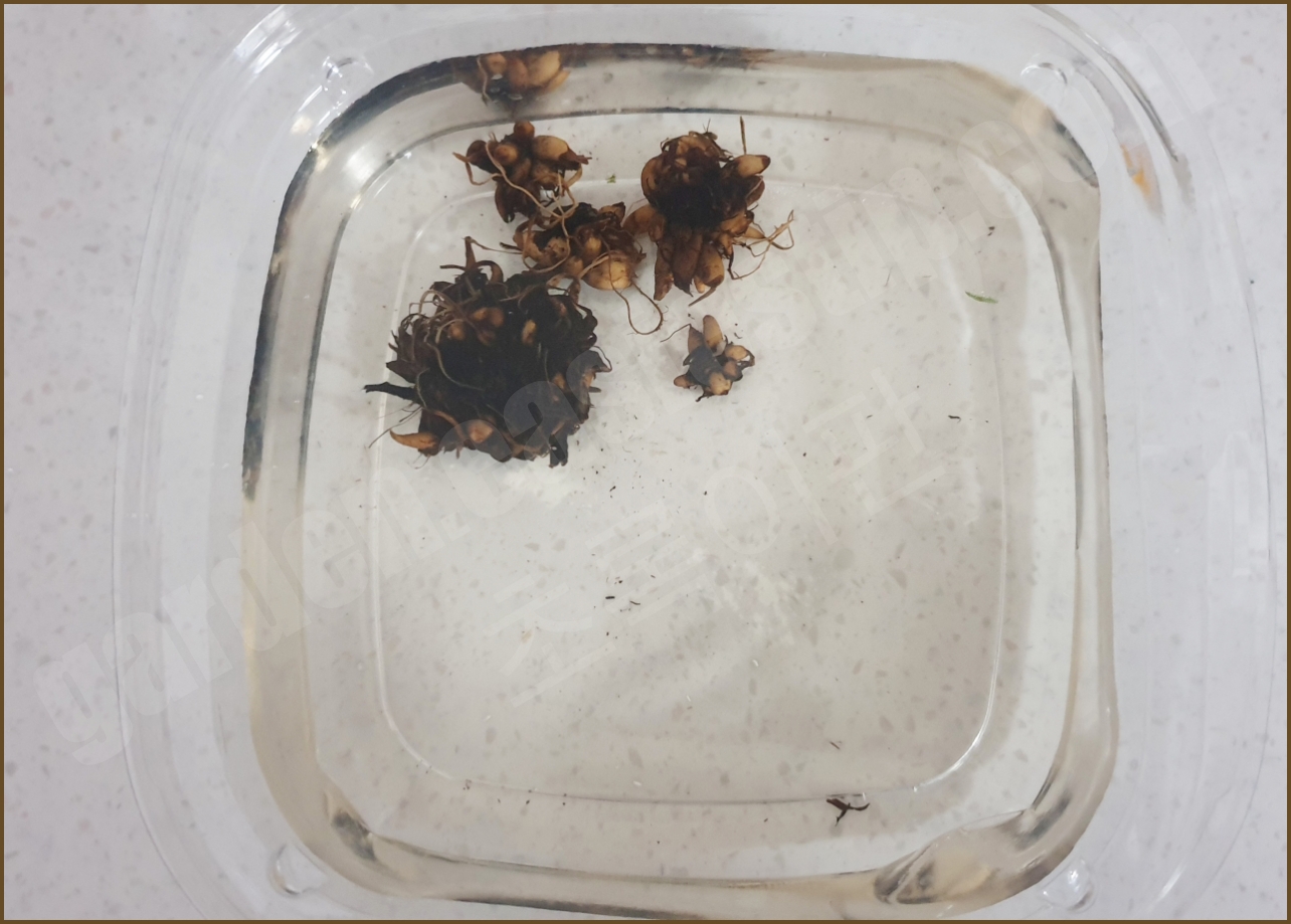 물 속에서 통통해진 라넌큘러스 구근