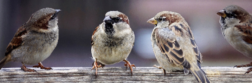 아리스토텔레스의 "변론술" 지지 않는 대화