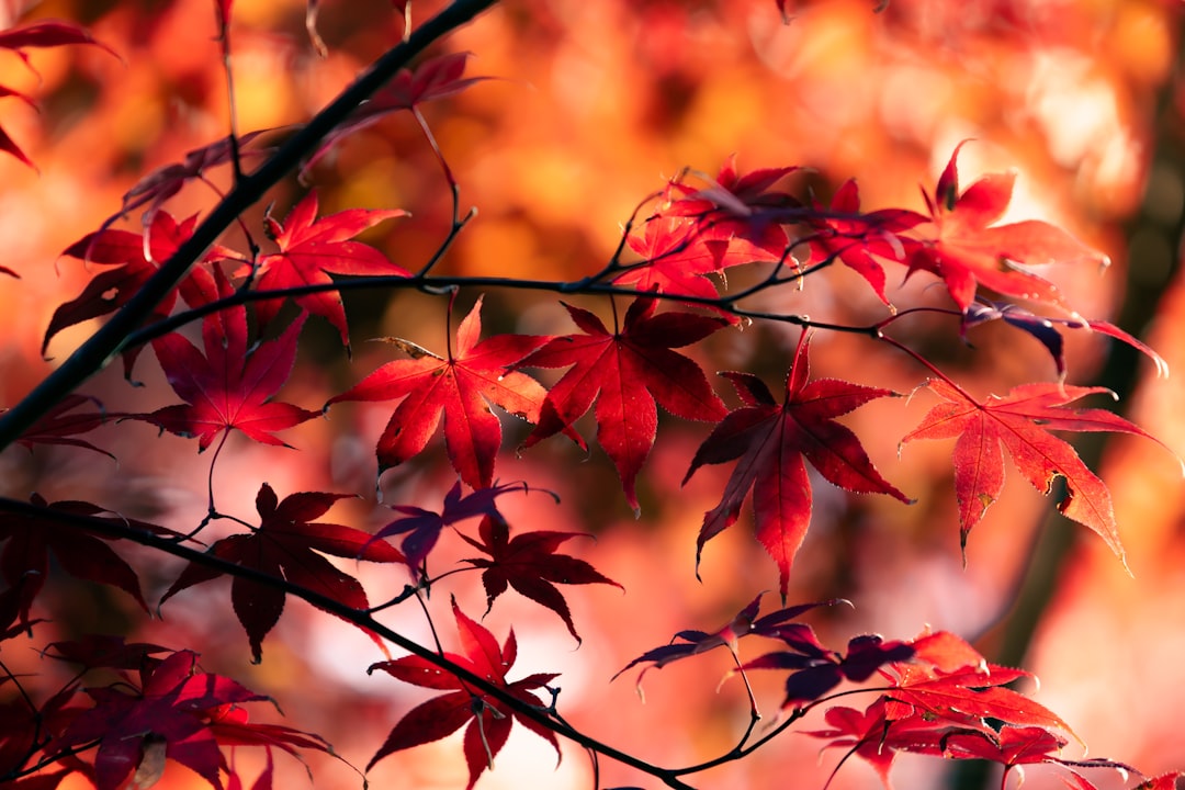 attraction — 가을 단풍 명소를 나타내는 핵심 명사로 가장 적합합니다.