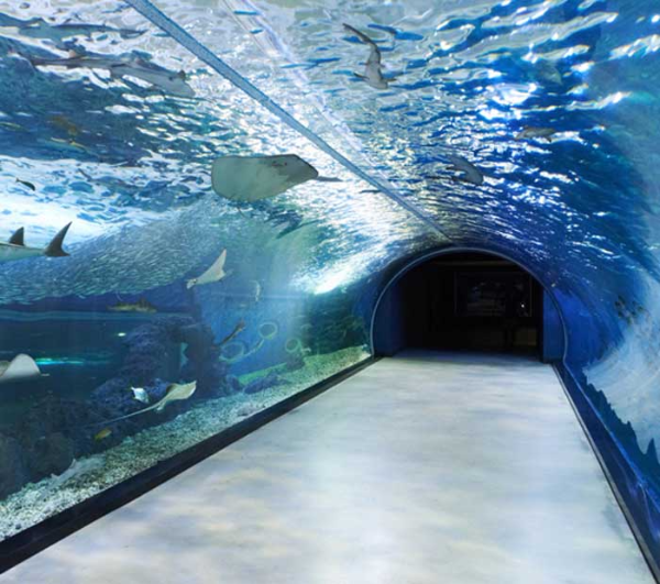 수족관안에 전시된 생물들모습사진