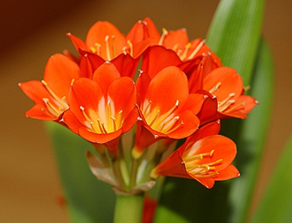 겨울 꽃 군자란