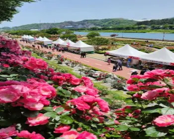 삼척 장미축제_13