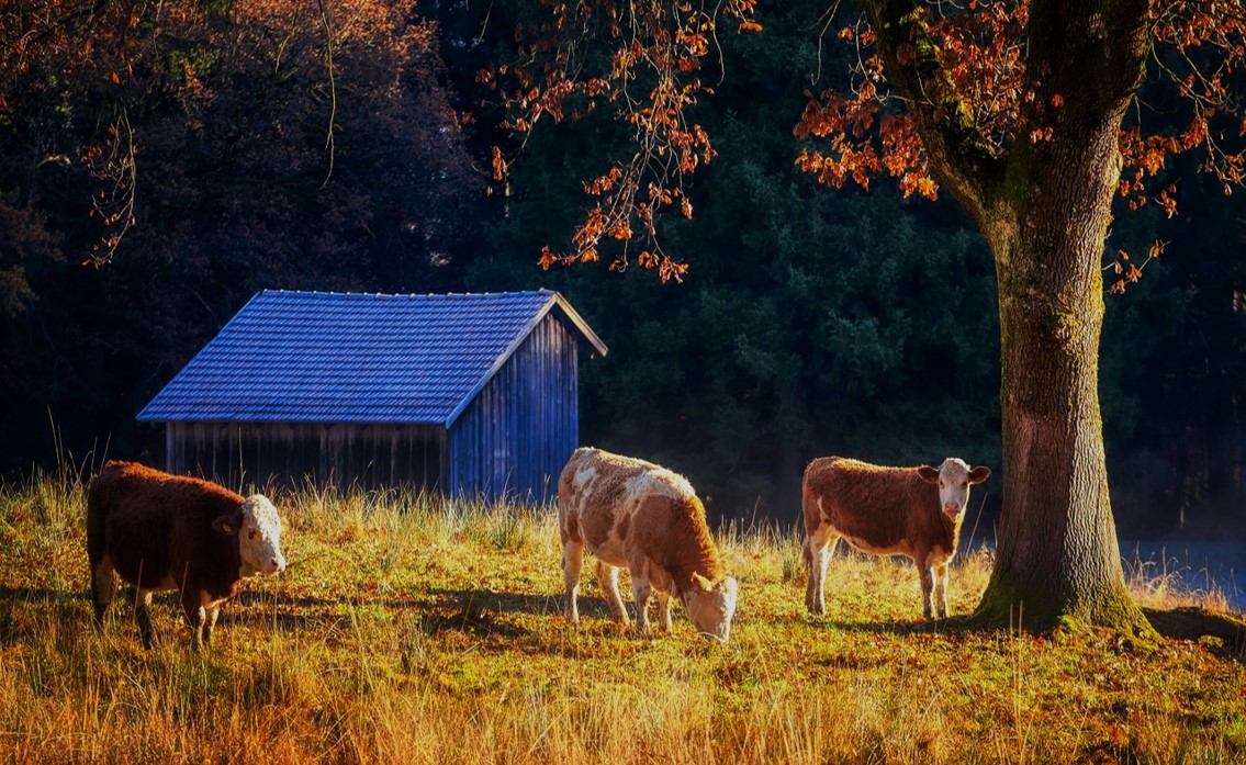 소띠 운세, 소띠 2025년 운세, 2025년 소띠 운세, 소띠나이별운세, 2025소띠나이별운세, 소띠나이별운세2025, 소띠2025운세, 소띠