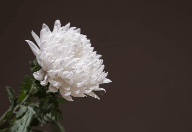 장례를 치르는 꿈