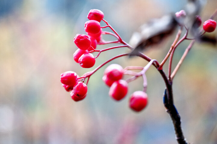 마가목 효능 총정리