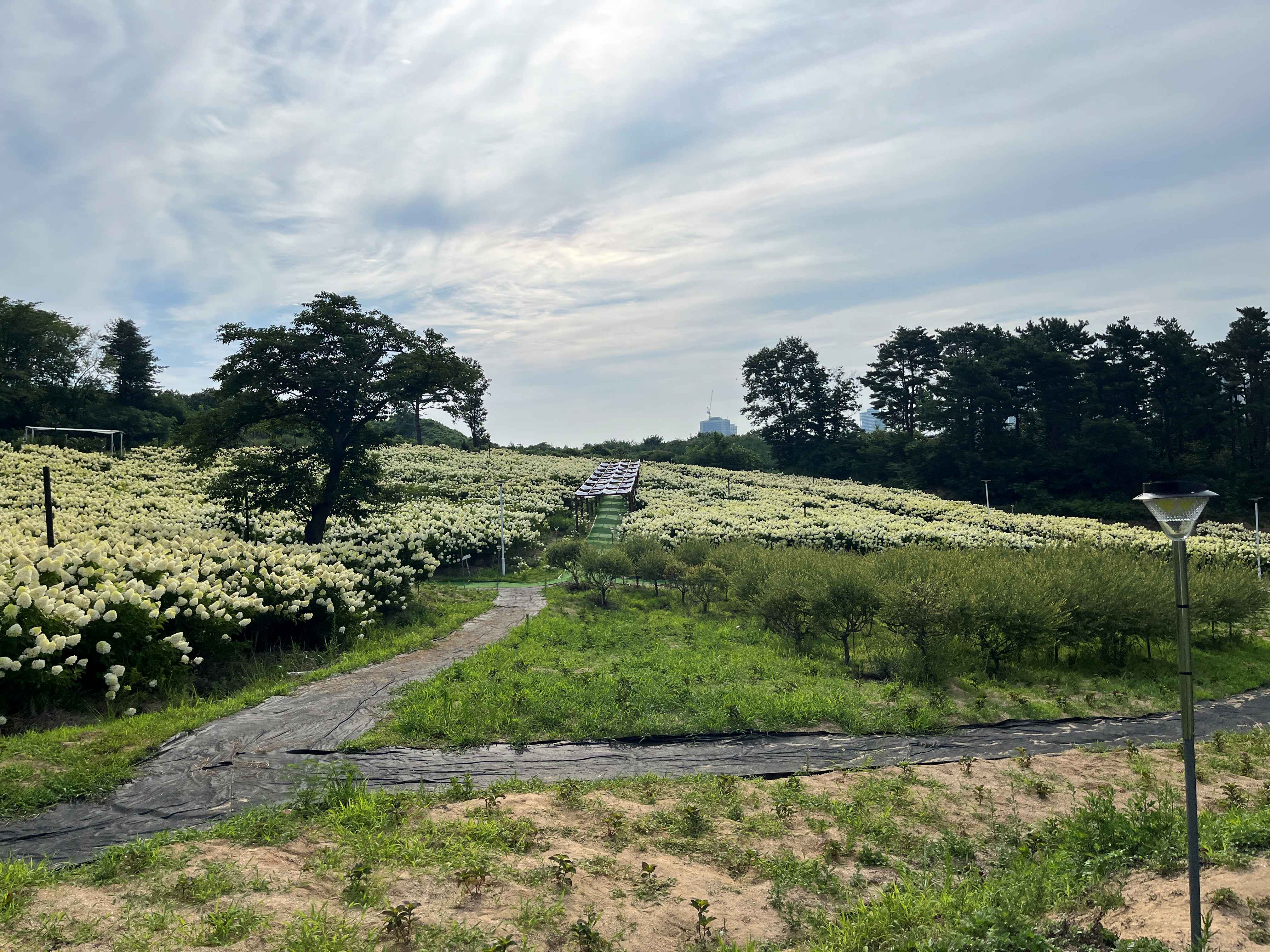 속초 영랑호 수국축제 속초수목농원