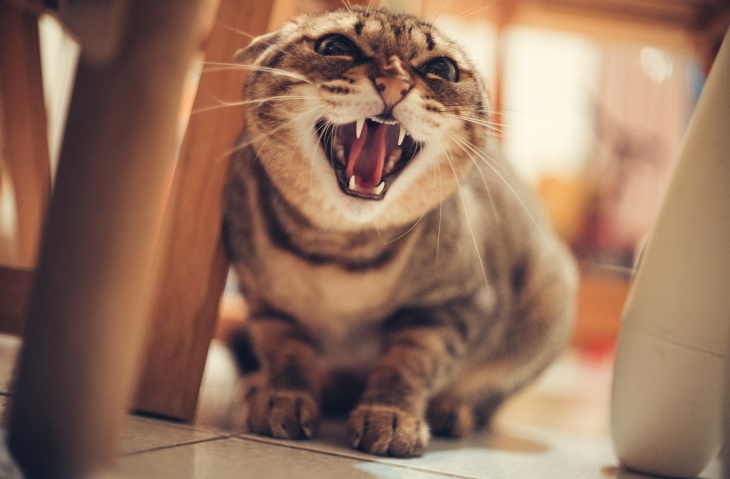 화가 잔뜩나서 이빨을 드러내고 으르렁대고 있는 고양이