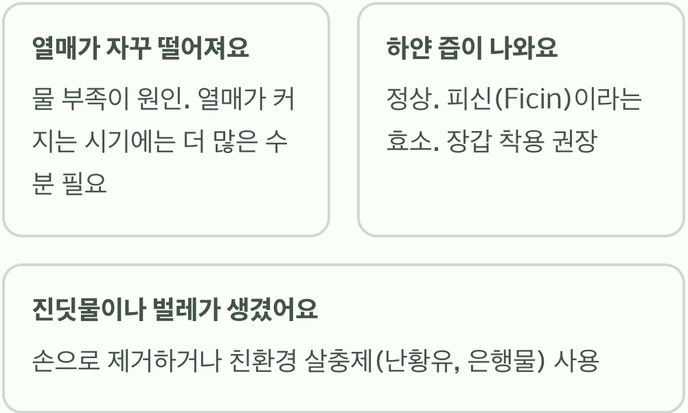 실패 없는 무화과나무 키우기 A to Z (모종 심기&amp;#44; 물주기&amp;#44; 가지치기)