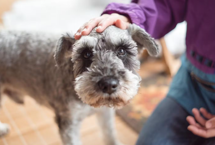 미니어처 슈나우저의 평균 수명은 몇 살인가? _ 늙은 개.
