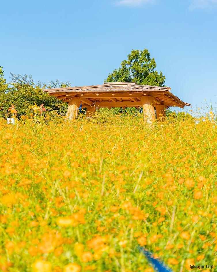 가을 여행지 코스모스 꽃구경 추천 장소