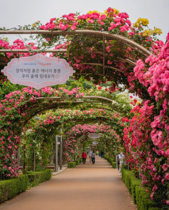 서울 장미축제 일정