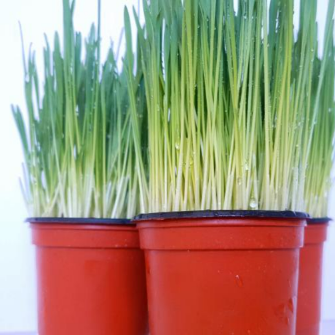 고양이식물 캣그라스