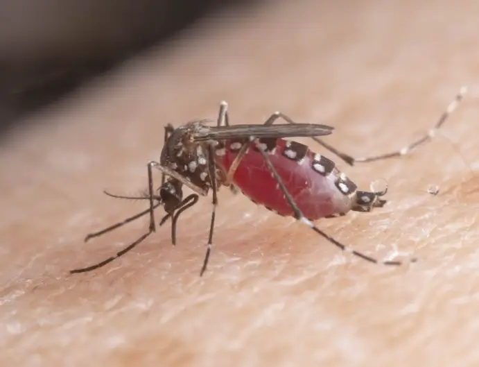 모기 퇴치법 총정리