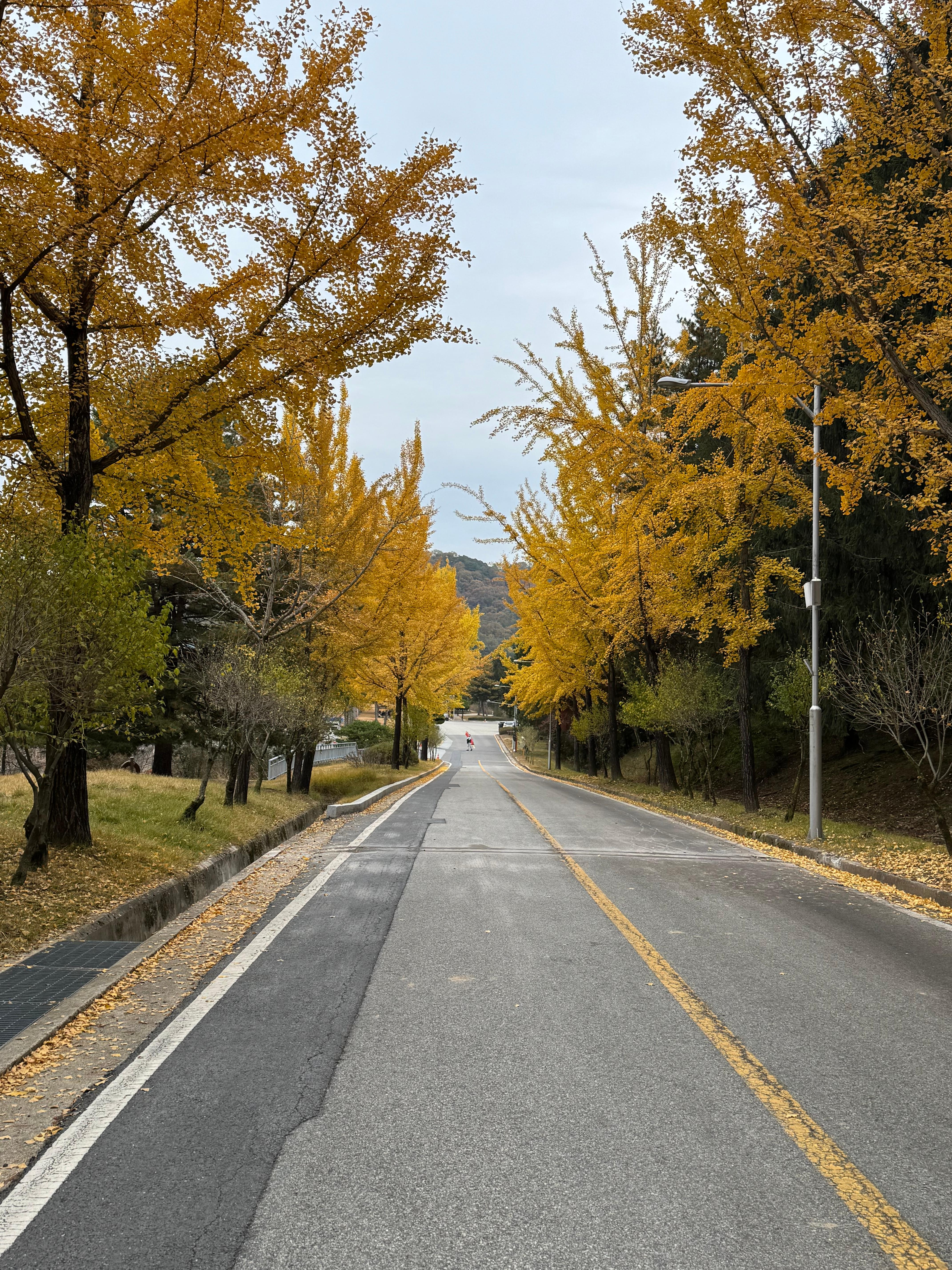 대전 현충원 은행나무 길