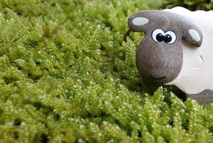 2026 양띠 신년운세 총정리 , 무료운세 사이트