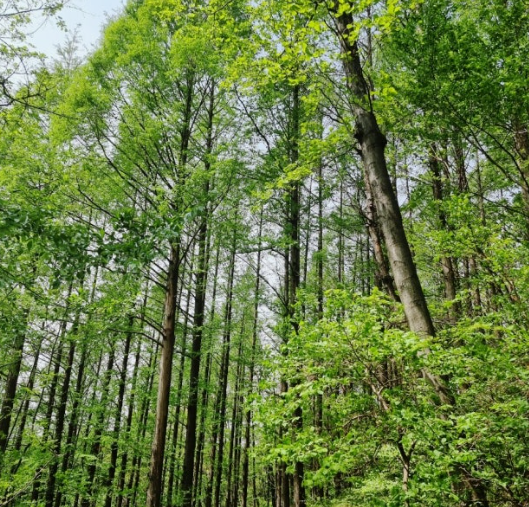 서울 안산자락길 메타세콰이어