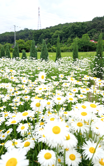 카페-지새울