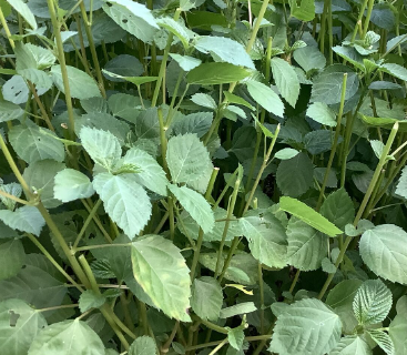 6월에 심는 작물1