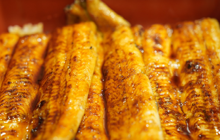 장어 효능 칼로리