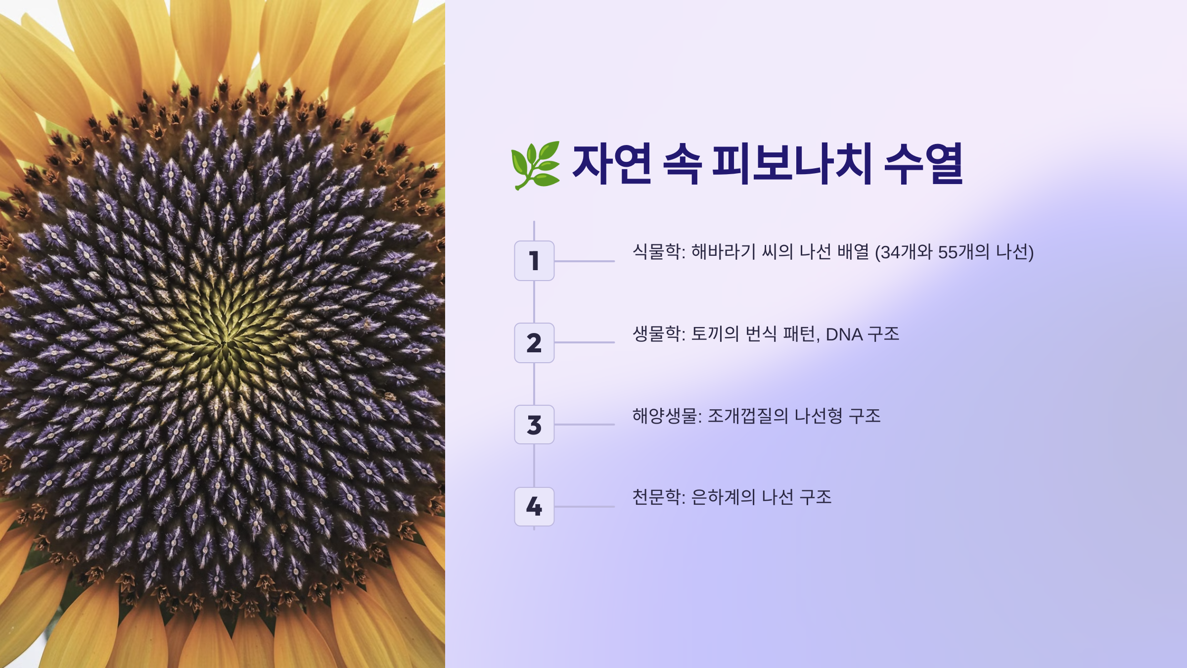 자연 속 피보나치 수열