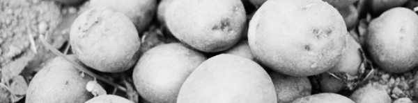 감자 심는 시기, 감자 심는 방법 홍감자