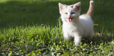 풀숲에서 혀를 내밀고 있는 새끼 고양이.