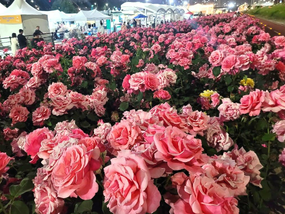 서울장미축제1