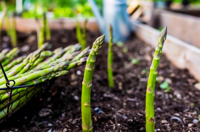 아스파라거스 키우기 화분 재배방법