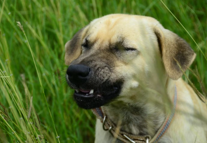 재채기하는 개.