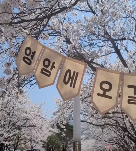 영암왕인문화축제, 벚꽃축제_2