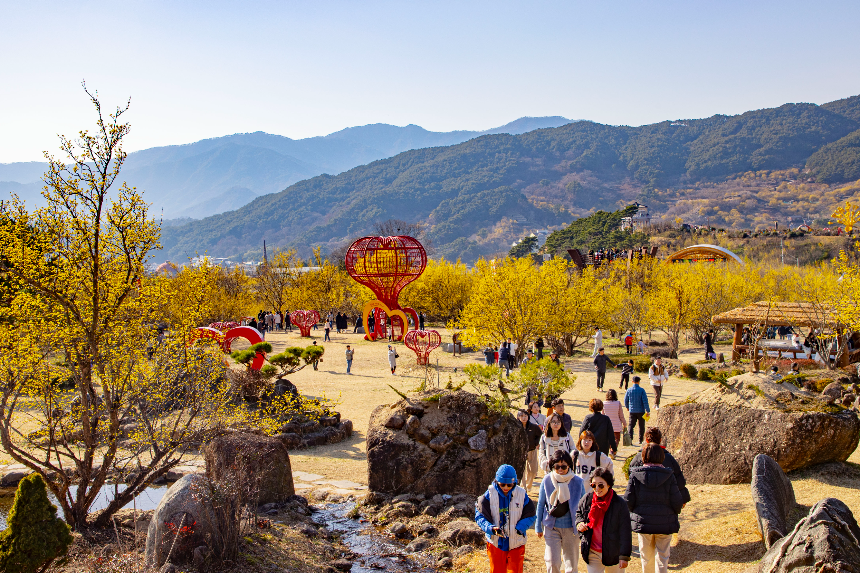 구례 산수유꽃축제 언제 갈까? 2025년 개화 시기 & 필수 코스